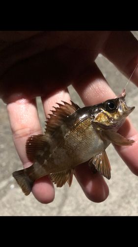 釣果