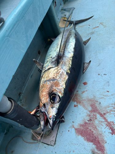 ビンチョウマグロの釣果