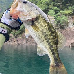 ラージマウスバス