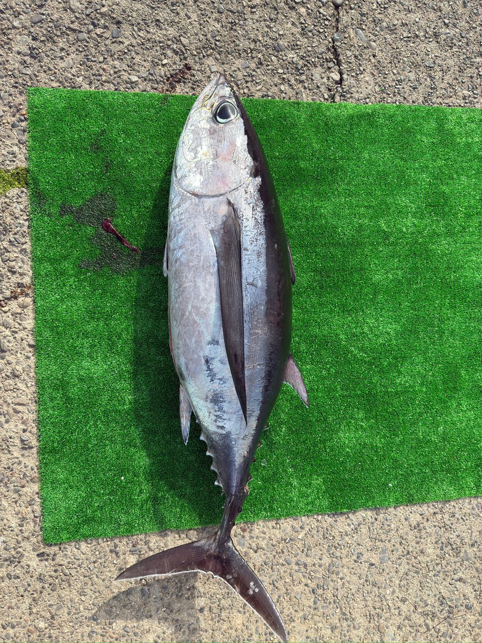 Masato1217さんの釣果 2枚目の画像