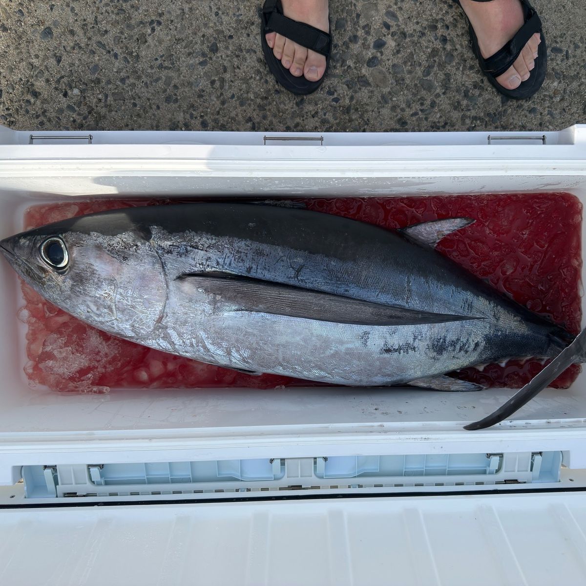 Masato1217さんの釣果 3枚目の画像