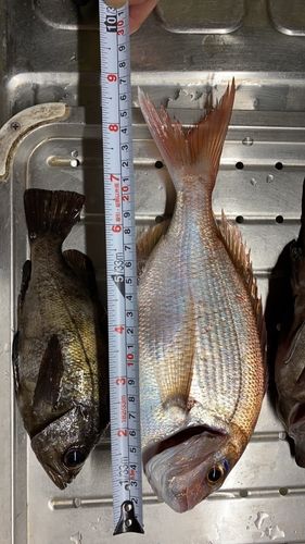 マダイの釣果