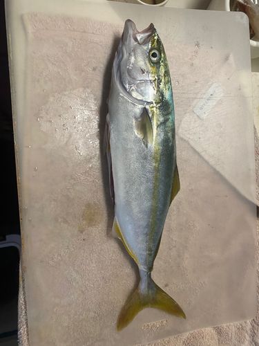 ヤズの釣果
