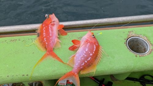 シロアマダイの釣果