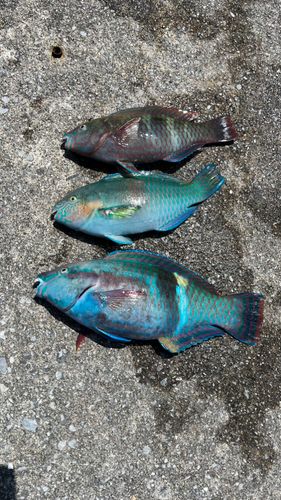 イラブチャーの釣果