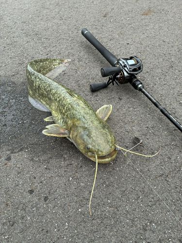 マナマズの釣果