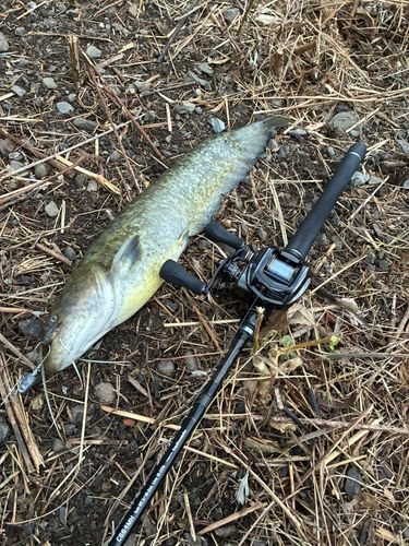 マナマズの釣果