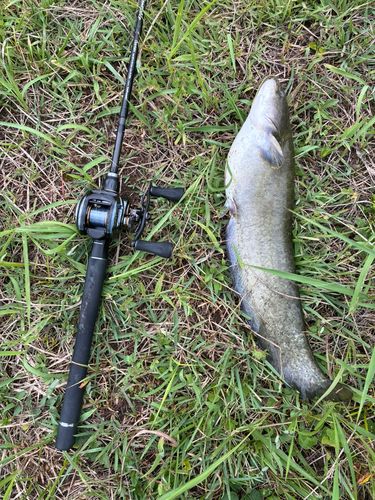 マナマズの釣果