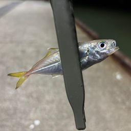 アジ