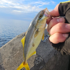 ツバスの釣果
