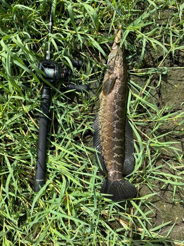 ライギョの釣果