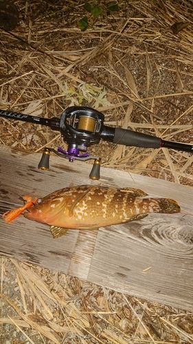 キジハタの釣果