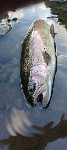 ニジマスの釣果