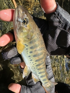 ヤマメの釣果