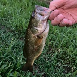 ラージマウスバス