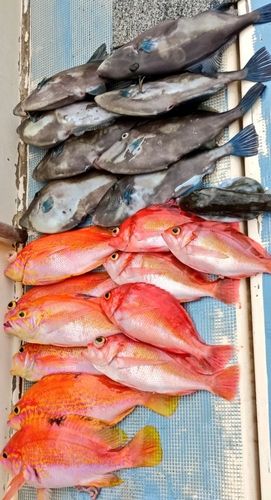 アカイサキの釣果