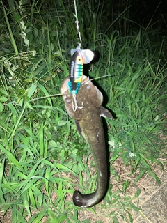 ナマズの釣果
