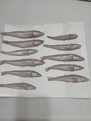 キスの釣果