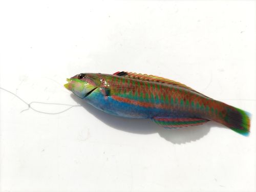 ニシキベラの釣果