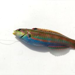 ニシキベラ