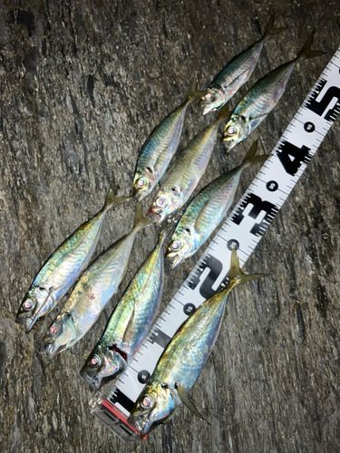 アジの釣果