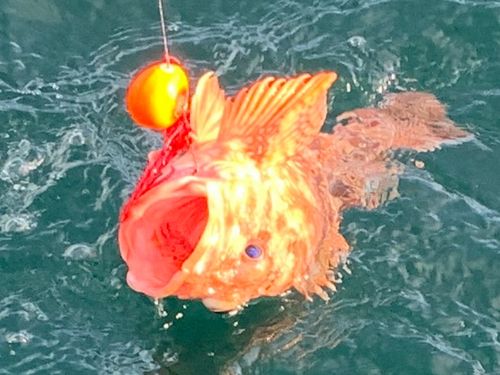 ウッカリカサゴの釣果