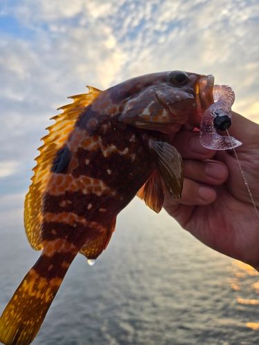 アコウの釣果