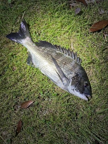 釣果