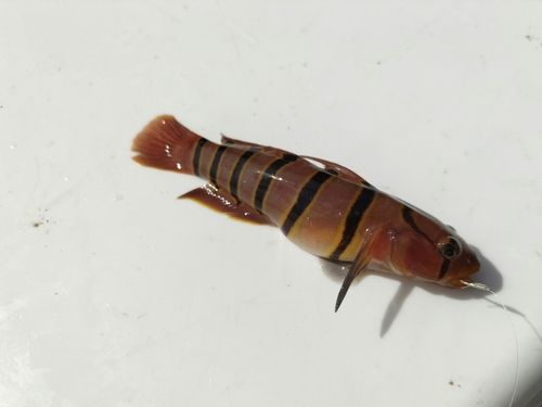 キヌバリの釣果