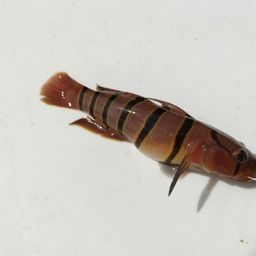 キヌバリ