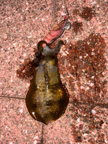 アオリイカの釣果