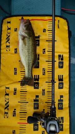 ラージマウスバスの釣果