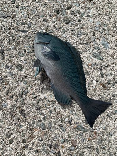グレの釣果