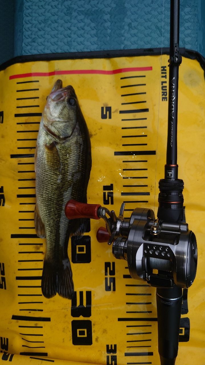 ラージマウスバス