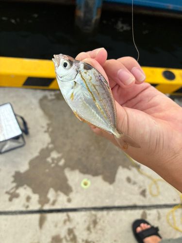 ゴマサバの釣果