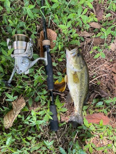ブラックバスの釣果