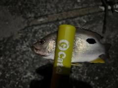クロホシフエダイの釣果