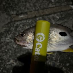 クロホシフエダイ