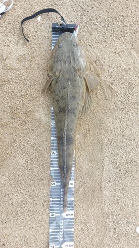 マゴチの釣果