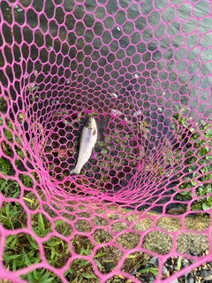 レインボートラウトの釣果