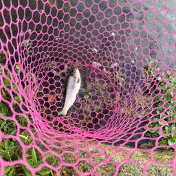 レインボートラウト