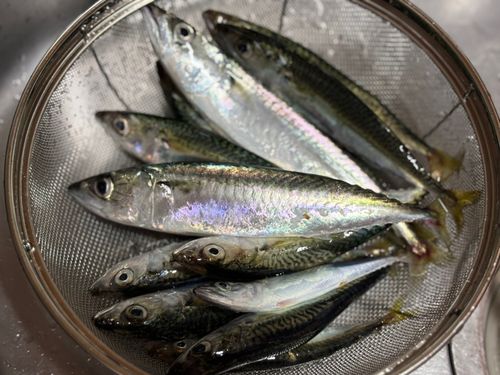 サバの釣果
