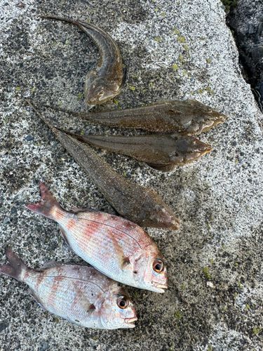 チャリコの釣果