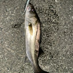 セイゴ（マルスズキ）