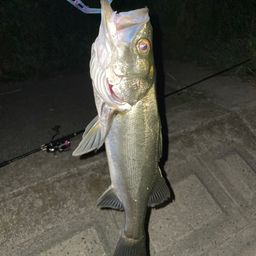 セイゴ（マルスズキ）