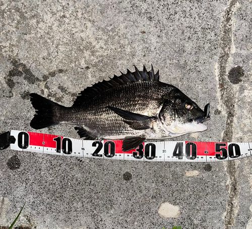 チヌの釣果