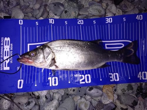 セイゴ（ヒラスズキ）の釣果