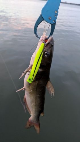 アメリカナマズの釣果