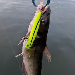 アメリカナマズ