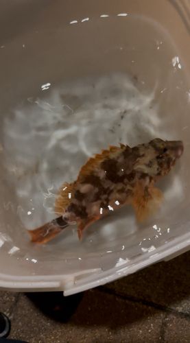 カサゴの釣果